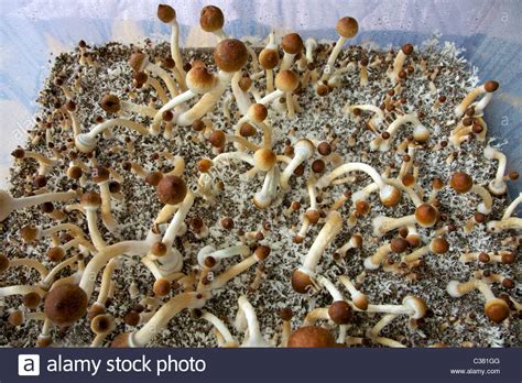 Prolific fruiter with beautiful pins with caps sometimes covered in inverted warts. . Psilocybe cubensis growing conditions